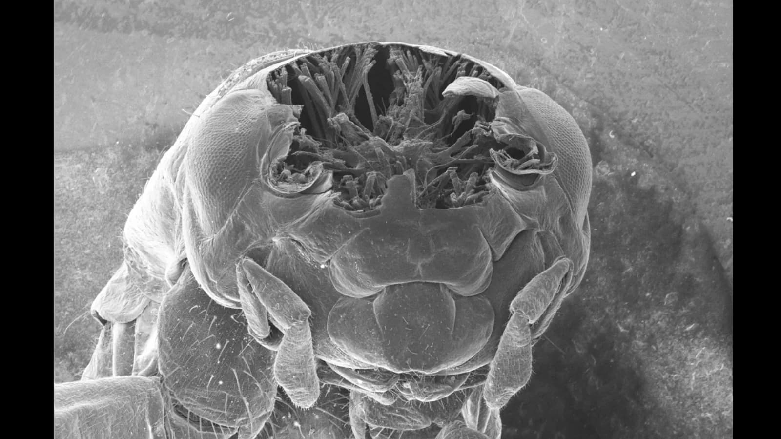 Un láser de femtosegundos revela el interior de un grillo