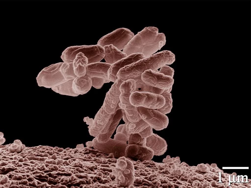 IA diseña virus sintéticos: el hito de los modelos Evo