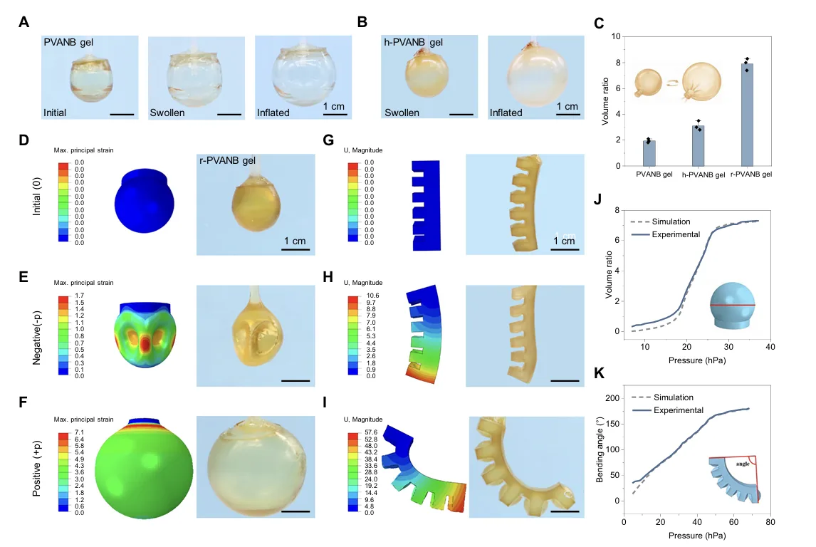 Deformación neumática y modelo de elementos finitos de actuadores monolíticos de hidrogel impresos por procesamiento digital de luz (DLP). Imagen vía Nature Communications.