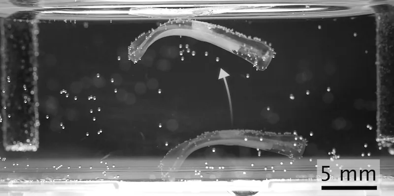El robot biohíbrido se impulsa desde el suelo apenas recibe un pulso eléctrico. (Imagen: Balciunaite et al., Nature Communications 2026, Creative Commons BY 4.0)